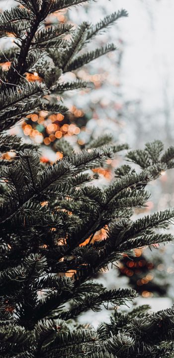 spruce, winter, snow, New Year, holiday, street Wallpaper 1080x2220