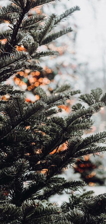 spruce, winter, snow, New Year, holiday, street Wallpaper 1440x3040