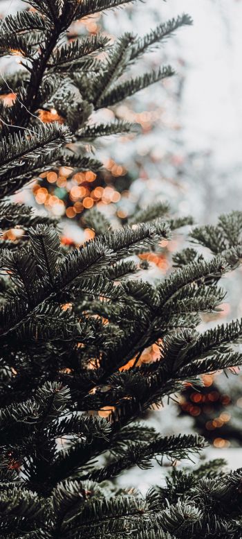 spruce, winter, snow, New Year, holiday, street Wallpaper 1080x2400