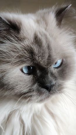 cat, pet, blue eyes Wallpaper 640x1136