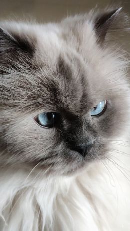 cat, pet, blue eyes Wallpaper 2160x3840