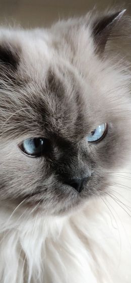 cat, pet, blue eyes Wallpaper 1242x2688