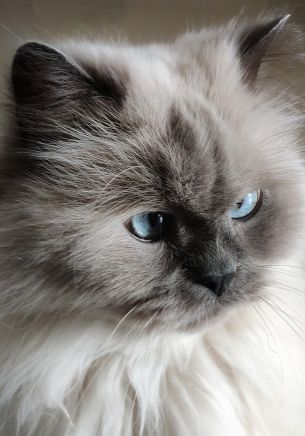 cat, pet, blue eyes Wallpaper 1668x2388