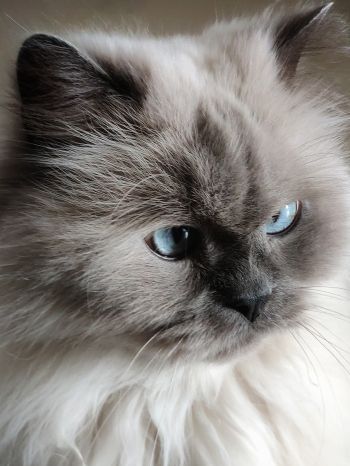 Обои 1620x2160 кошка, домашний питомец, голубые глаза