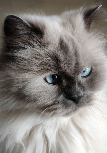 Обои 1668x2388 кошка, домашний питомец, голубые глаза
