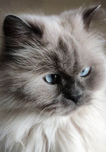 Обои 1640x2360 кошка, домашний питомец, голубые глаза