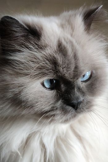 Обои 640x960 кошка, домашний питомец, голубые глаза
