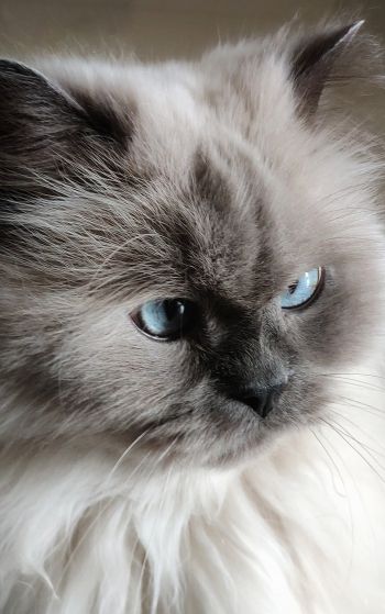 Обои 1752x2800 кошка, домашний питомец, голубые глаза