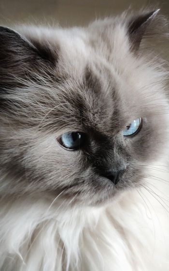 Обои 1200x1920 кошка, домашний питомец, голубые глаза