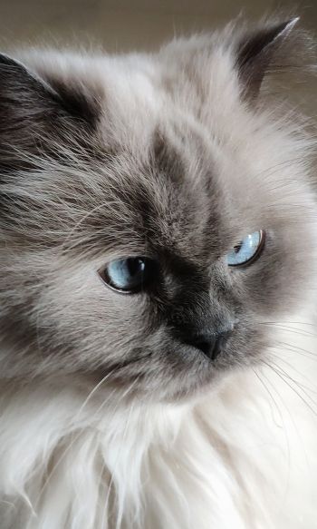 cat, pet, blue eyes Wallpaper 1200x2000
