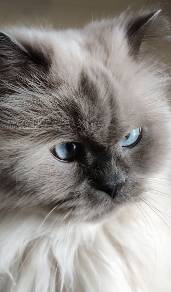 Обои 600x1024 кошка, домашний питомец, голубые глаза