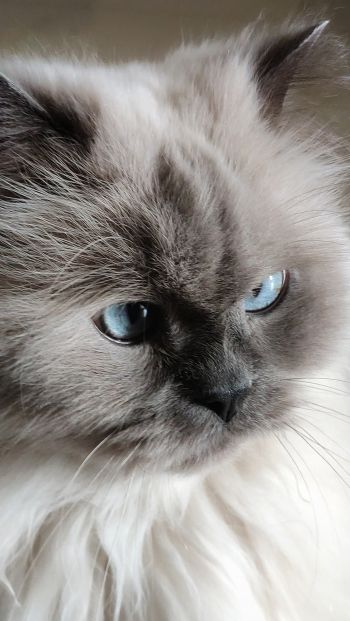Обои 640x1136 кошка, домашний питомец, голубые глаза