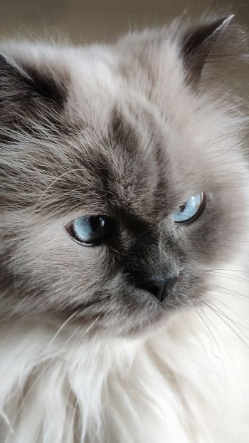 Обои 2160x3840 кошка, домашний питомец, голубые глаза