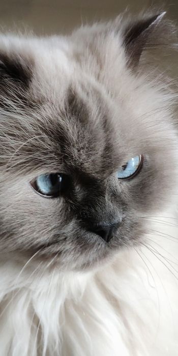 Обои 720x1440 кошка, домашний питомец, голубые глаза