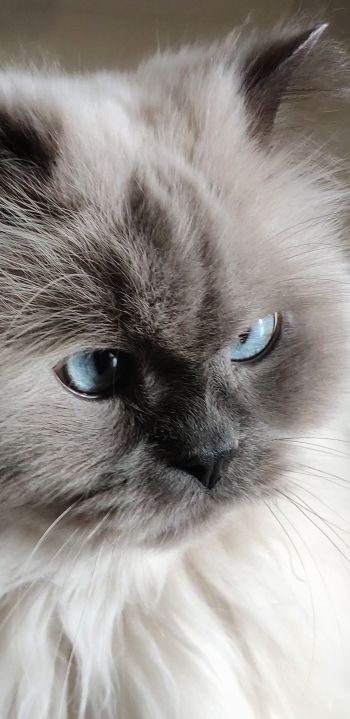 Обои 1080x2220 кошка, домашний питомец, голубые глаза