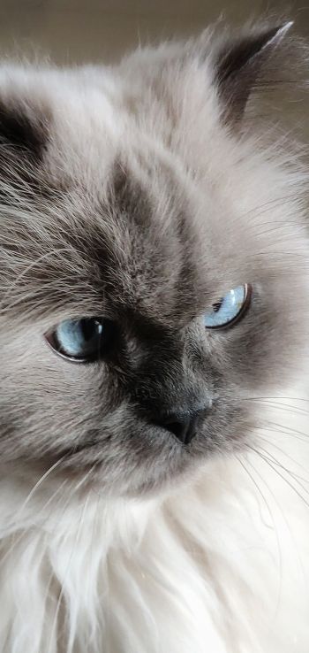 Обои 1440x3040 кошка, домашний питомец, голубые глаза