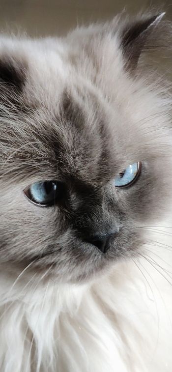 Обои 1284x2778 кошка, домашний питомец, голубые глаза
