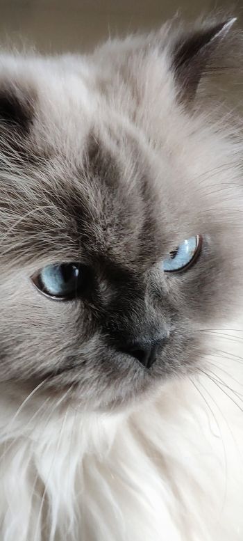 Обои 720x1600 кошка, домашний питомец, голубые глаза