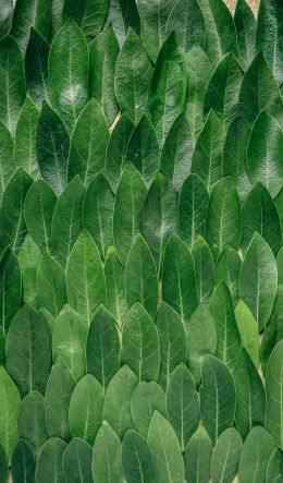 Обои 600x1024 зеленые листы, листок, стена листьев