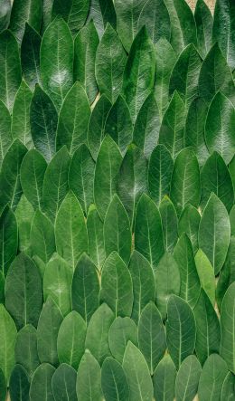 green sheets, leaf, leaf wall Wallpaper 600x1024