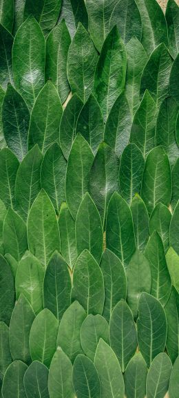 Обои 720x1600 зеленые листы, листок, стена листьев