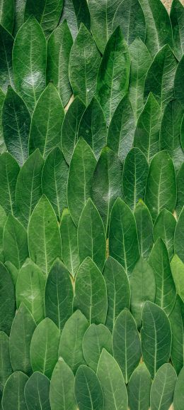 green sheets, leaf, leaf wall Wallpaper 1080x2400