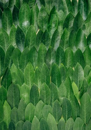 green sheets, leaf, leaf wall Wallpaper 1668x2388