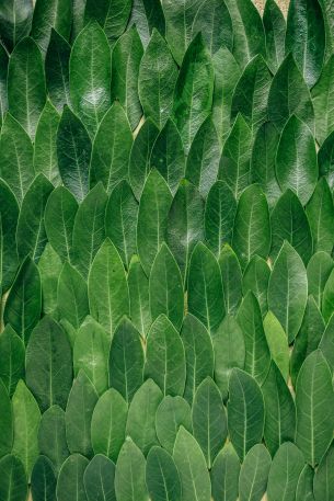 green sheets, leaf, leaf wall Wallpaper 3648x5472