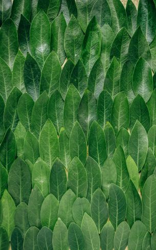 green sheets, leaf, leaf wall Wallpaper 1752x2800