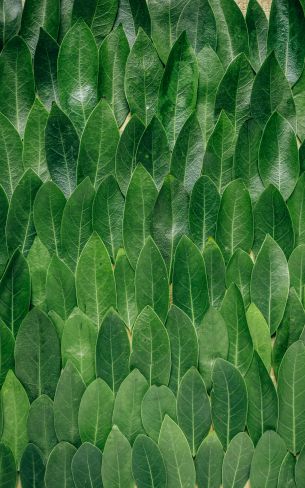 Обои 800x1280 зеленые листы, листок, стена листьев