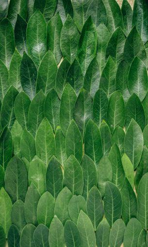 green sheets, leaf, leaf wall Wallpaper 1200x2000