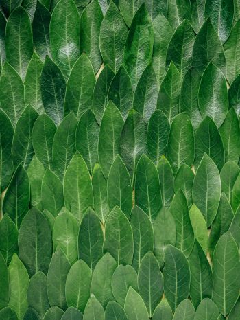 green sheets, leaf, leaf wall Wallpaper 1668x2224