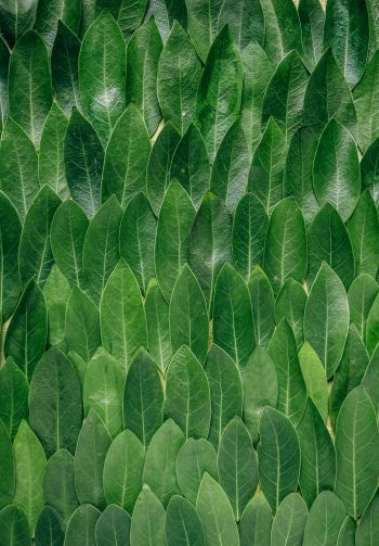 green sheets, leaf, leaf wall Wallpaper 1640x2360