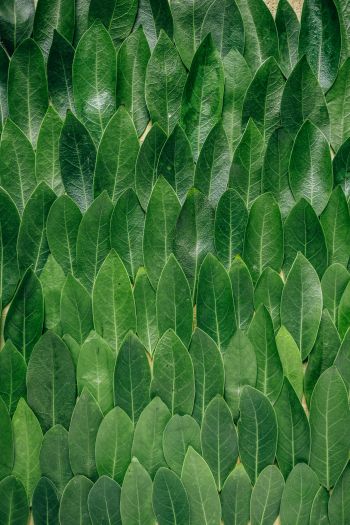 Обои 640x960 зеленые листы, листок, стена листьев