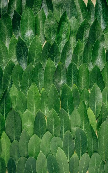 green sheets, leaf, leaf wall Wallpaper 1752x2800