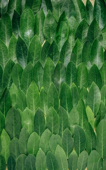 Обои 1600x2560 зеленые листы, листок, стена листьев