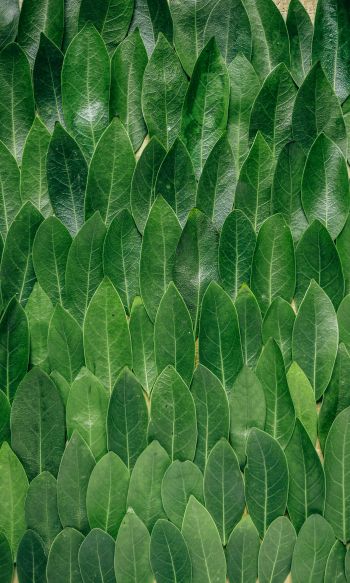 green sheets, leaf, leaf wall Wallpaper 1200x2000