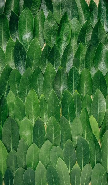 green sheets, leaf, leaf wall Wallpaper 600x1024