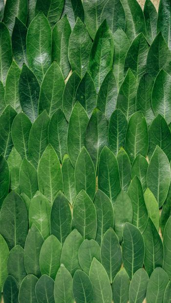 Обои 640x1136 зеленые листы, листок, стена листьев