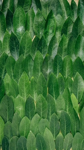 Обои 1440x2560 зеленые листы, листок, стена листьев