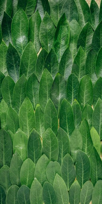 green sheets, leaf, leaf wall Wallpaper 720x1440