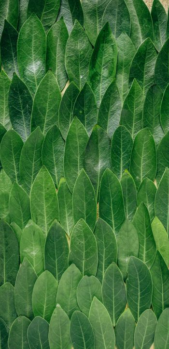Обои 1080x2220 зеленые листы, листок, стена листьев