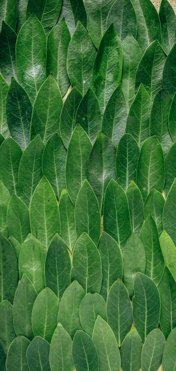 Обои 1080x2280 зеленые листы, листок, стена листьев