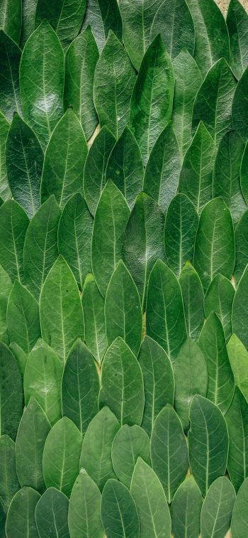green sheets, leaf, leaf wall Wallpaper 1284x2778
