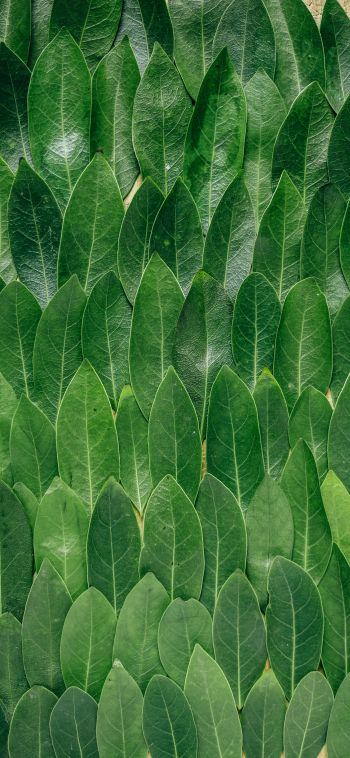 Обои 1080x2340 зеленые листы, листок, стена листьев