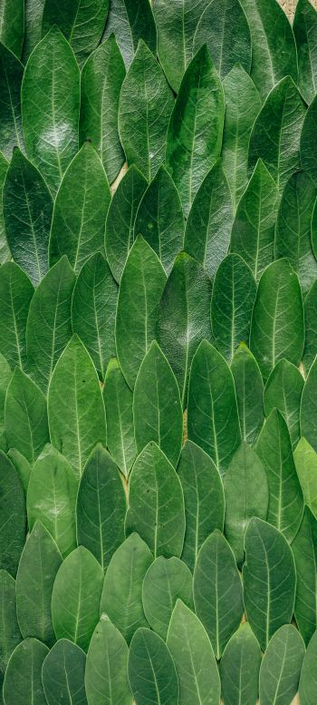Обои 1080x2400 зеленые листы, листок, стена листьев