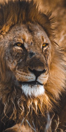 lion, wild animals, the king of beasts, Wallpaper 720x1440