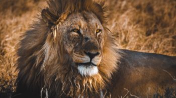 lion, wild animals, the king of beasts, Wallpaper 1366x768