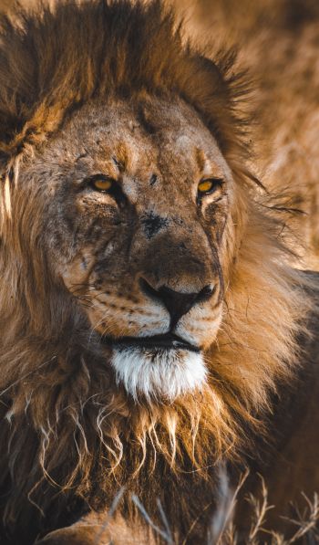 lion, wild animals, the king of beasts, Wallpaper 600x1024