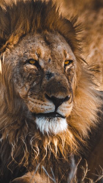 lion, wild animals, the king of beasts, Wallpaper 640x1136